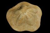 Miocene Fossil Echinoid (Clypeaster) - Taza, Morocco #174357-2
